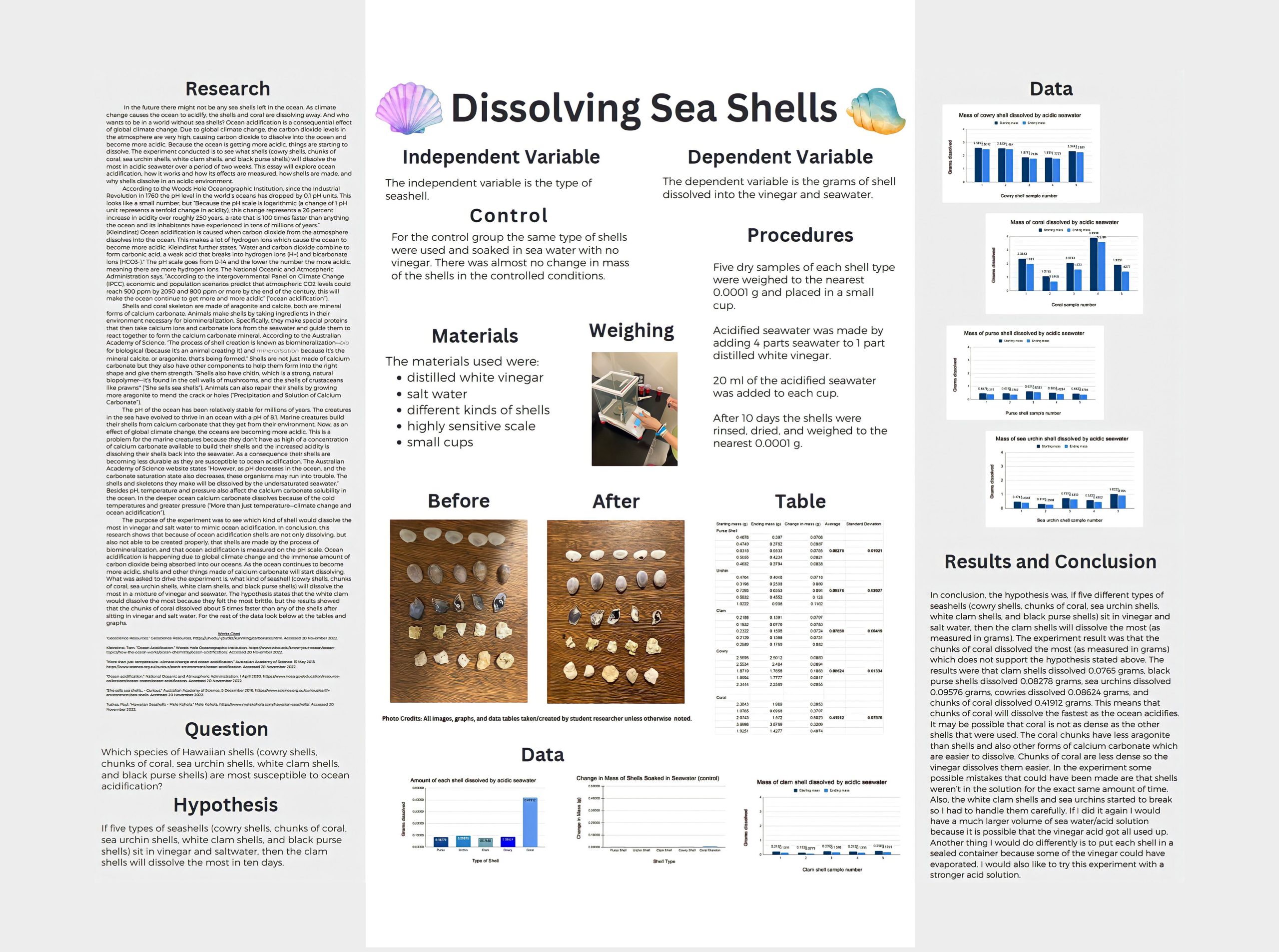 Dissolving Sea Shells Cropped