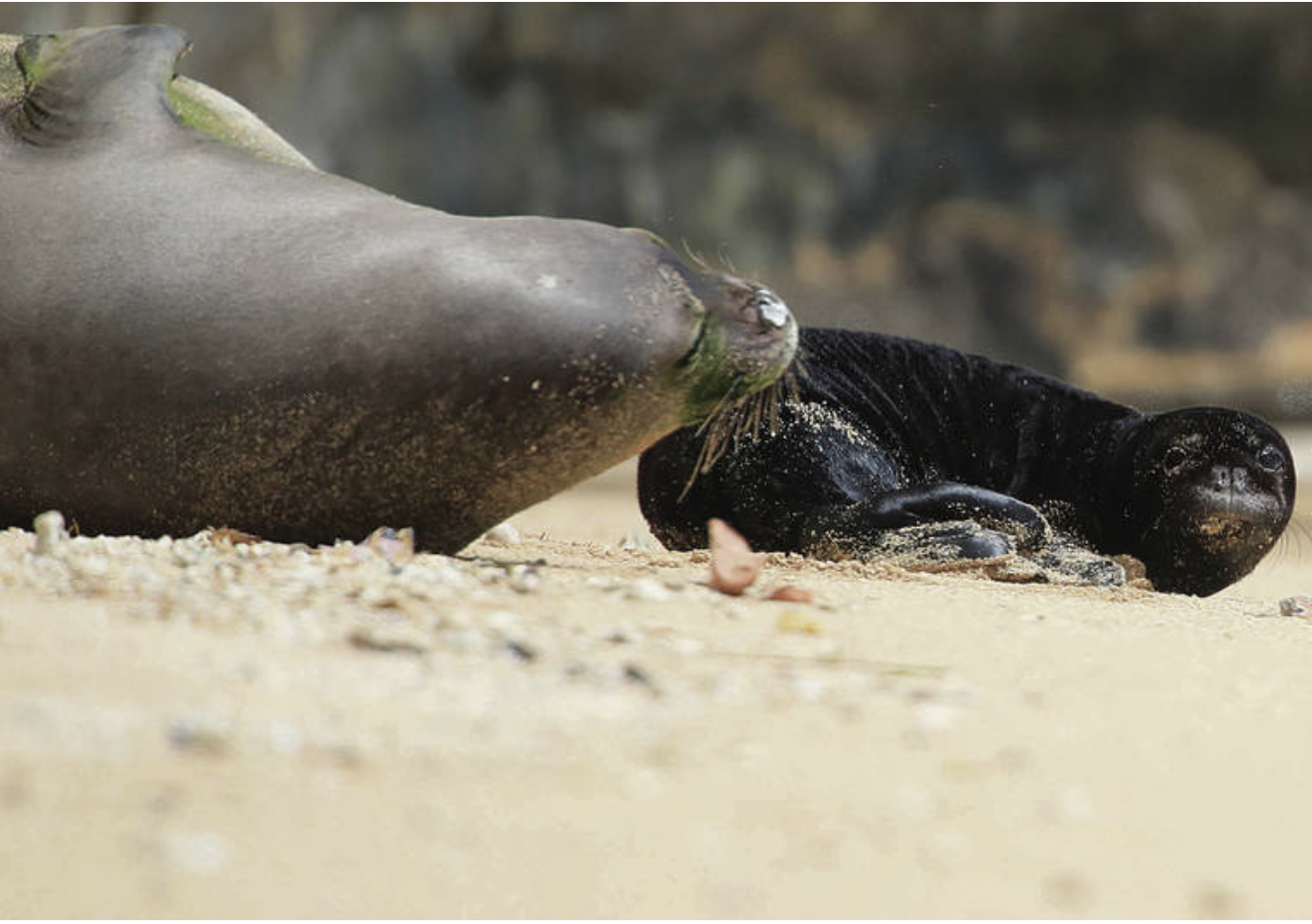 Everyone Is Sooooo Excited About Our Newest Baby Monk Seal!