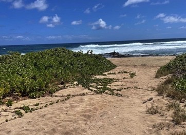 Wāwāmalu Beach is Healing as City Reclaims Its Park-Land – O’ahu Group