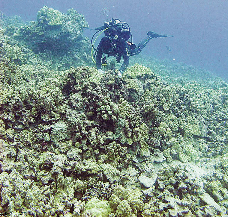 Broken Corals Found in Kona are Reattached
